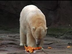 Animals at the Detroit Zoo terrorize pumpkins and other features of the fall harvest, alternately destroying the items or guarding them from other creatures. All of this is part of the zoo's annual 'Smashing Pumpkins' event. News Clip