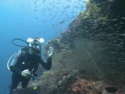 Diver and large school of young Cardinalfish (family Apogonidae), Baa Atoll, The Maldives Stock Footage