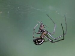 Eating Spider Stock Footage