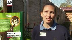 One-month old Miraq the okapi made his first appearance at the Houston Zoo Tuesday, accompanied by his mother Tulia. He represents the first successful birth of an okapi at the zoo. (Dec. 9) News Clip