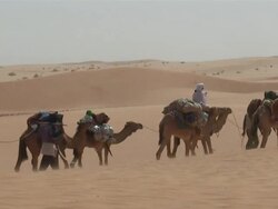 MS PAN Woman been carried over camels / Atar, ADRAR, Mauritania Stock Footage