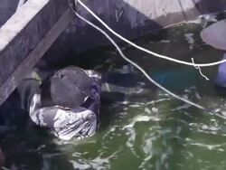 Shrimp farmers catch shrimp using a net at a Shrimp Farm in Yogjakarta, Java Indonesia Stock Footage