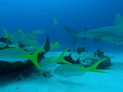 Yellowtail snappers, Ocyurus chrysurus, Bahamas  Stock Footage