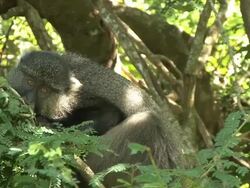 Samango monkey Stock Footage