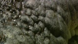 A crocodile suns itself. Stock Footage