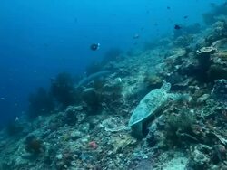 MS TS Shot of Shark swimming and turtle resting over reef / Sipadan, Semporna, Tawau, Malaysia Stock Footage