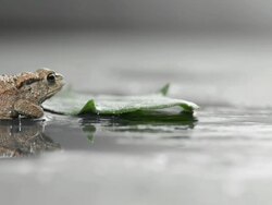 Frog Stock Footage
