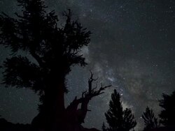  WS T/L View of milky way moving behind Bristlecone tree / Bishop, California, USA Stock Footage