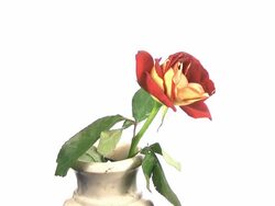 flower wilt in vase Stock Footage