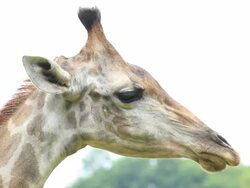 Giraffe head shot Stock Footage
