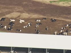 MS AERIAL Shot of cattle farming / Georgia, United States Stock Footage