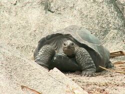 HD: Giant land turtle Stock Footage