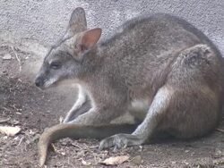 (HD1080i) Wallaby Stock Footage