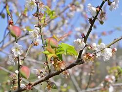 Chinese plum Stock Footage