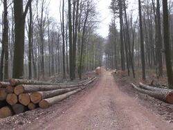 WS Shot of cutted tree after lumbering in forest / Orscholz, Saarland, Germany Stock Footage