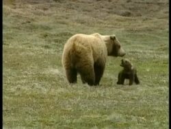 MS Grizzly bear and cub playing, Arctic circle Stock Footage