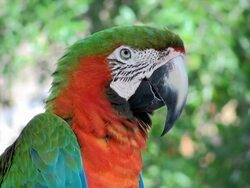 Macaw Red Green Stock Footage