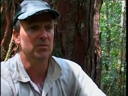 An ancient disaster uncovered in tree rings News Clip