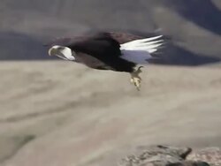 MS TS Bald Eagle taking off from rock edge / Boise, Idaho, United States Stock Footage