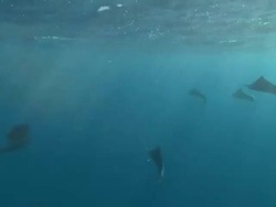 MS POV Shot of Sailfish schooling to hunt bait ball / Playa del Carmen, Isla Mujeres, Mexico Stock Footage
