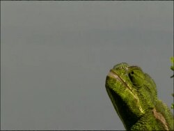 Chameleon catching prey, close up, Andalucia, Spain Stock Footage
