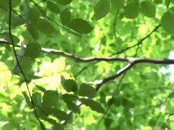 HD: Green leaves Stock Footage