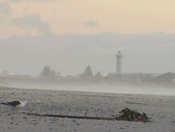 MS Shot of seagull pecking at washed up seaweed, with Milnerton Lighthouse in background / South Africa Stock Footage