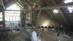 Austria's first and only pigeon farm News Clip
