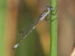 CU Dragonfly sitting on grass straw and taking off / Visby, Nar, Ljugarn, Gotland, Sweden  Stock Footage