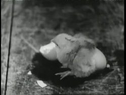 Hundreds of baby chickens hatch from eggs. News Clip