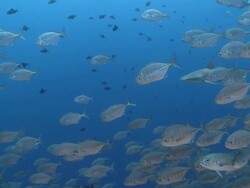 MS PAN Grey reef shark and schooling fish swimming in blue water/ Palau, Micronesia, Palau  Stock Footage