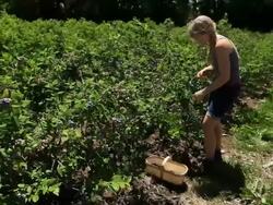 MS PAN Happy young lady picking blueberries and placing them in wooden basket / Milton, Ontario, Canada Stock Footage