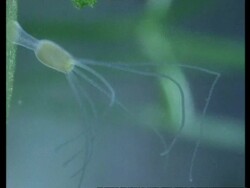 CU portrait Hydra Stock Footage