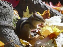 CU Eastern chipmunk (Tamius striatus) chewing on peanut piece at base of large tree amidst autumn leaves / Valparaiso, Indiana, United States Stock Footage