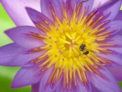 Purple waterlily and bee Stock Footage