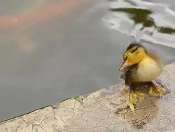young duck sleep Stock Footage