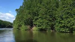 Mangrove forest Stock Footage