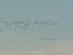 WS ZO Flock of birds flying / United Kingdom Stock Footage