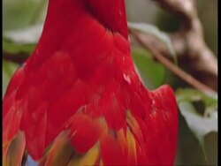 CU Tilt up from wings to head of Scarlet macaw, South America Stock Footage