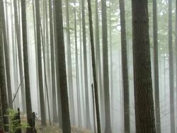 Wide shot of riders in foggy forest Stock Footage