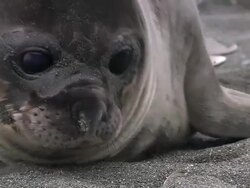 CU Elephant seal pup head AUDIO / Gold Harbour, South Georgia, Antarctica Stock Footage