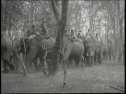 1946 B/W MONTAGE Hunting party riding on elephants through forest, Gir Forest, India Stock Footage