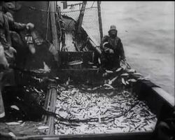 HERRING HARVEST News Clip