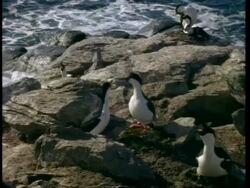 MS Blue eye shag, Phalacrocorax atriceps, courtship dance, Antarctica Stock Footage