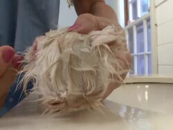 A veterinarian uses a cotton swap to clean a kitten's ear. Stock Footage