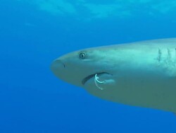 Tiger shark, Galeocerdo cuvier, lemon sharks, seabed, Bahamas  Stock Footage