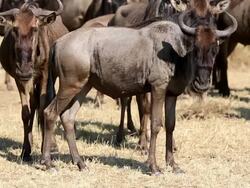 Great Wildebeest Migration in Kenya Stock Footage