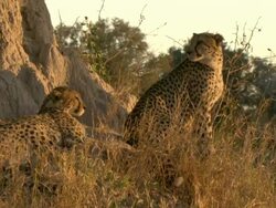 MS Cheetahs sitting on termite mound observing surroundings / Okavango Delta, North West District, Botswana Stock Footage