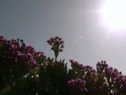 MS Shot of Pink veggies silhouetted in low afternoon sunlight in flat open landscape / Namaqualand, Northern Cape, South Africa Stock Footage