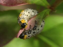 Erucas Stock Footage